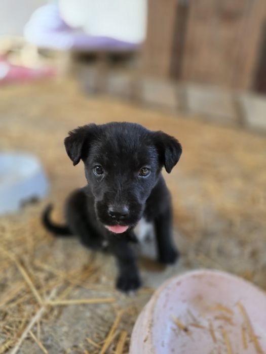 5 cateluse isi cauta familii