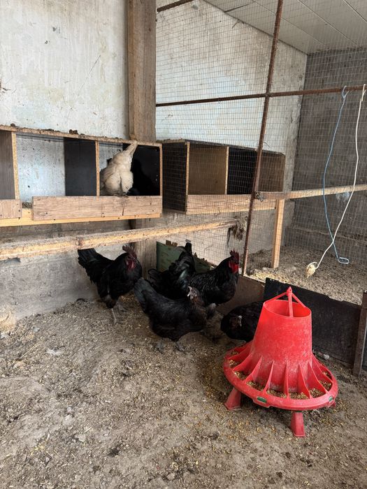 Uxayilu tuxumlariga zakas olamiz 10min som