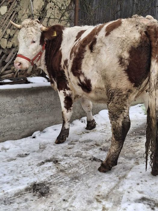 Junică gestanta in 7 luni