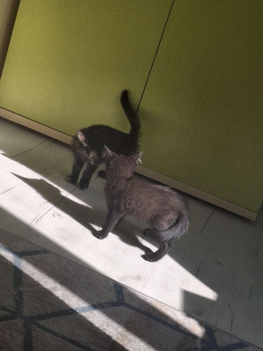 Котенок девочка.