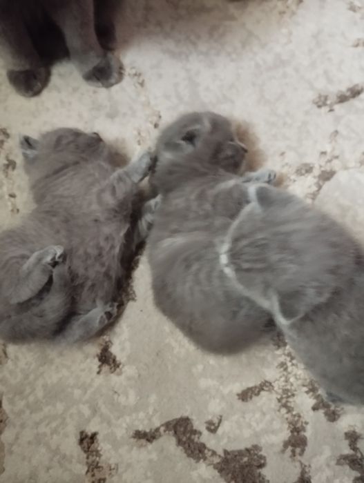 Продаются котята шатланские