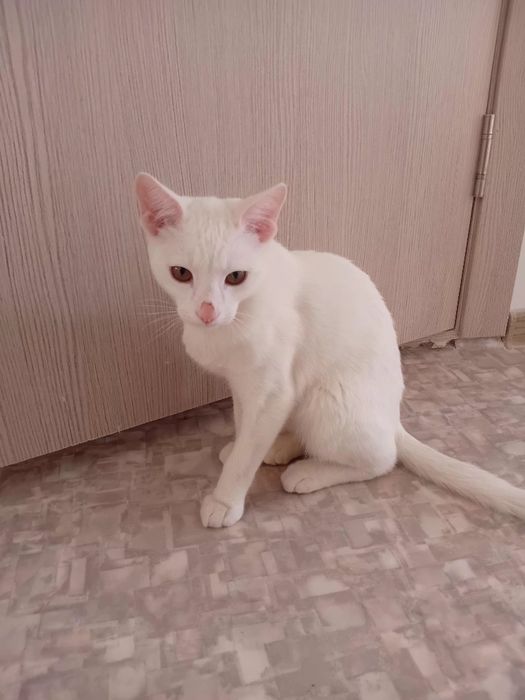 Отдам бесплатно котёнок