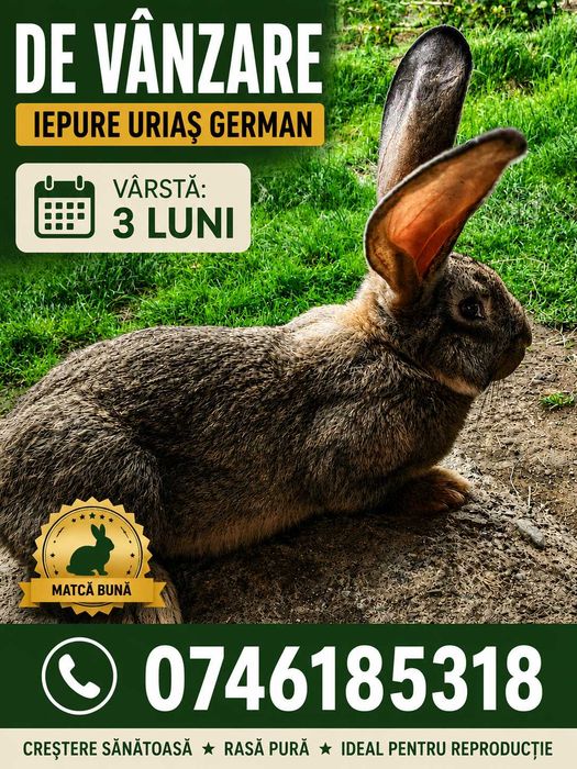 Vand iepuri Uriaș German