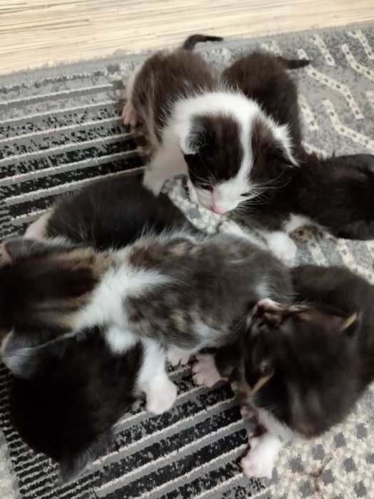 Маргаулар котёнок