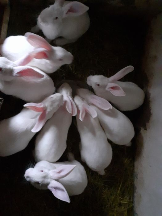 Iepuri hycol francez