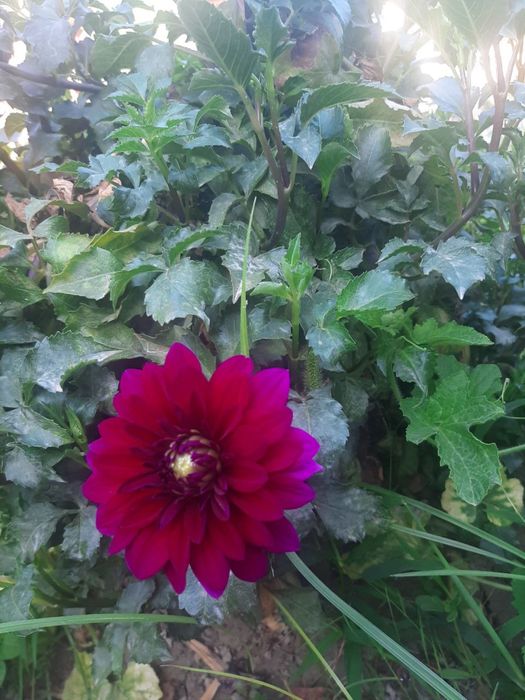 Цветы георгины продаётся