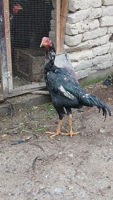 Tovuq xurozlar sotiladi