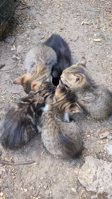 Pisici pentru adopție