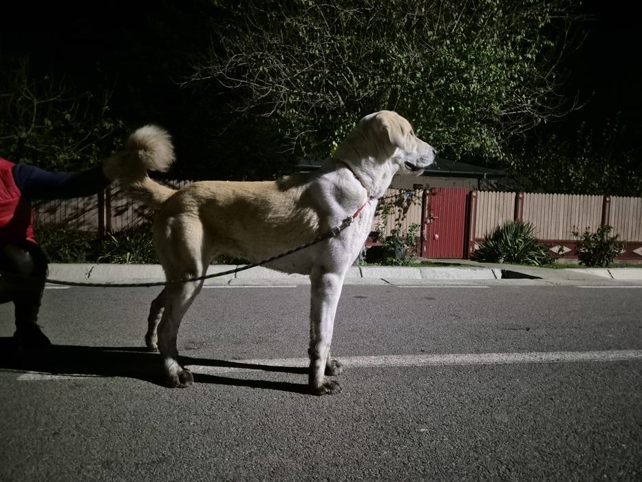 Femela Ciobanesc de Asia Centrala