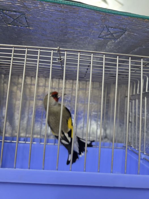 Кокил дурагай сава Срочно Сотилади отборный