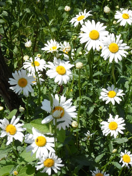 Момина сълза,Кокичета,Градинска маргарита