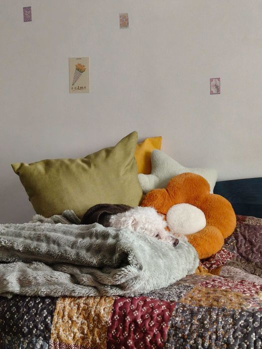 Pet sitter IAȘI