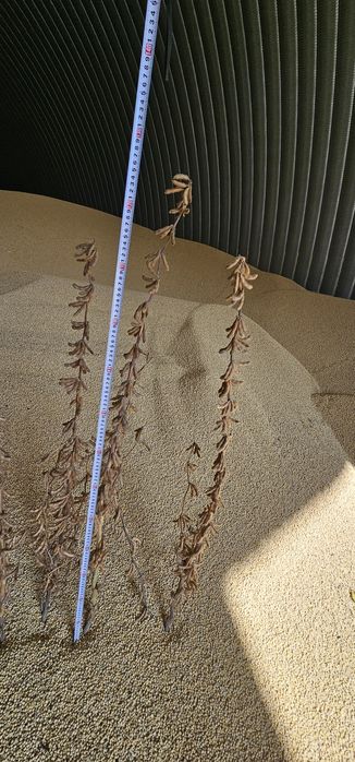 Соя семена хорошие