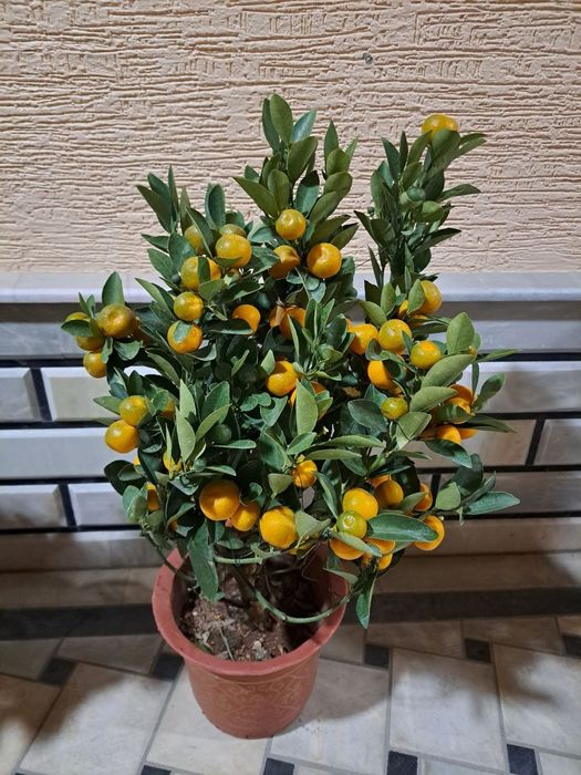 Мандарин и Кумкват