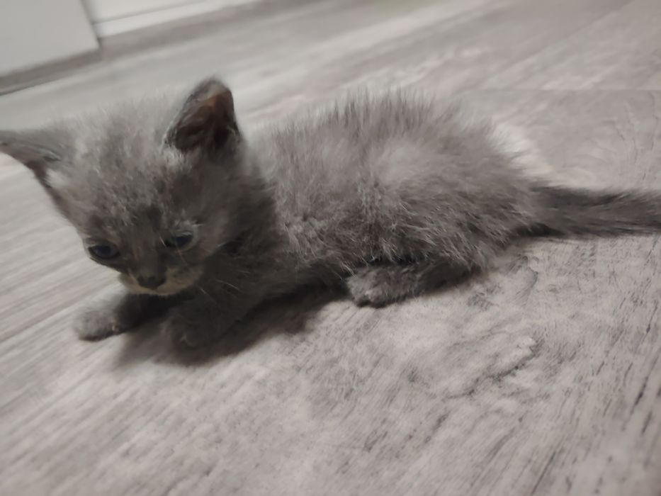 Британский кошка