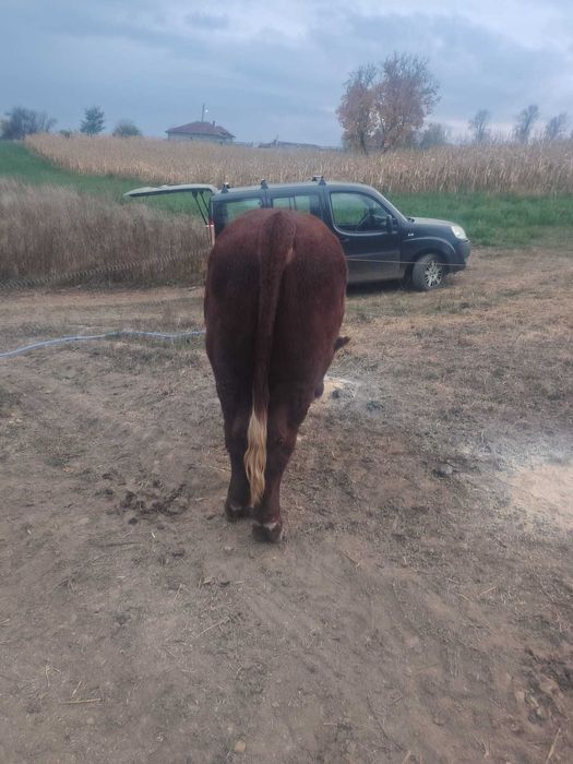 Vand Taur Metis Angus