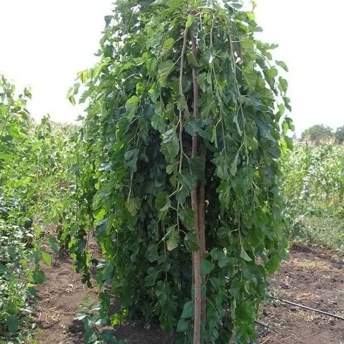 Шелковица плакучая (зонтик)