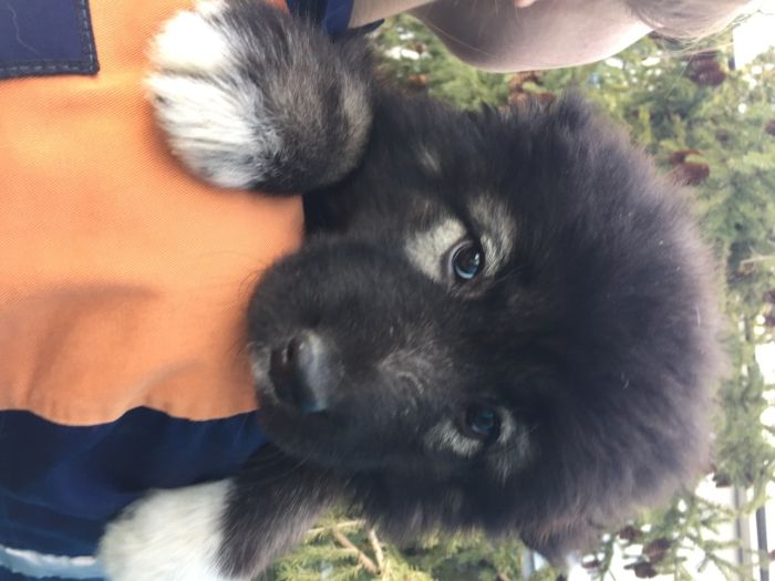 щенки кавказской овчарки