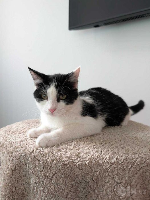 Котёнок Пошка, отдается в добрые руки!