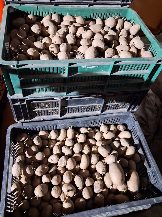 Cartofi de consum și de sămânță.