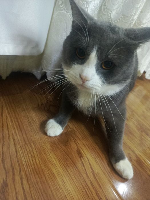 Британская кошка