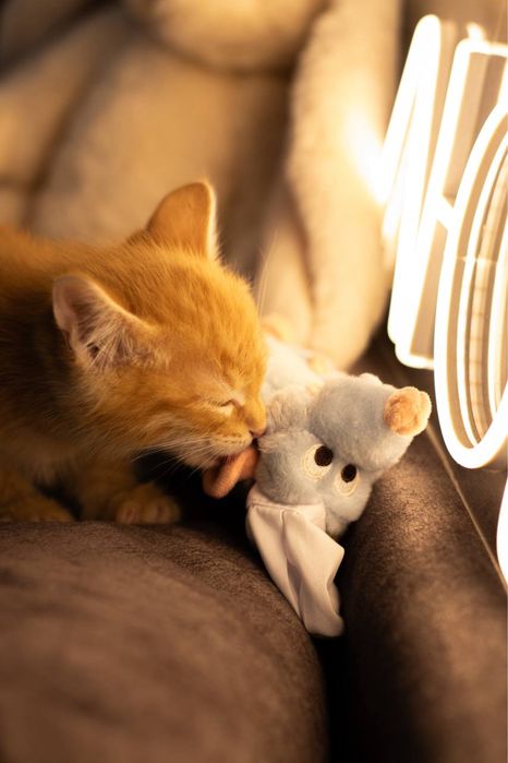 Котенок ищет добрые руки