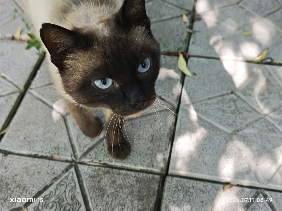 Сиамский кот мальчик