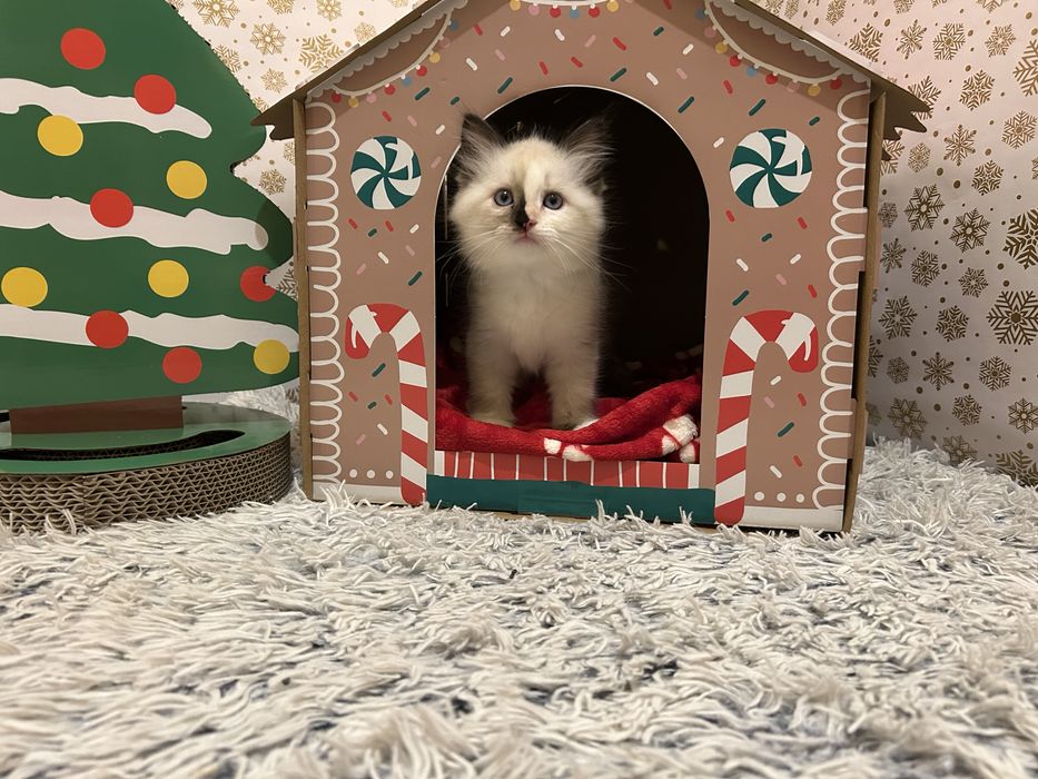 Котенца Регдол/Ragdoll