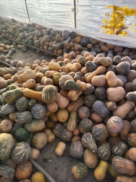 Малға асқабақ 50тг