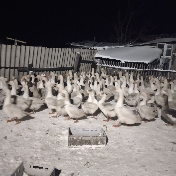 Продам гусей с откорма