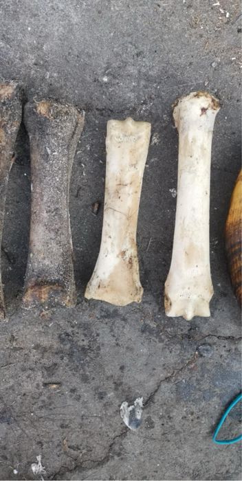 Рог от лопатар за един 45 лв  единия рог е 60 см другия 40 см кости