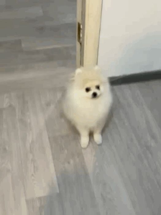 Шпиц померанский