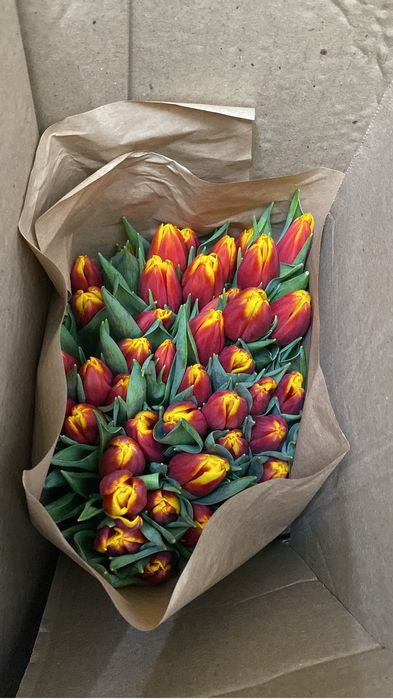 Белорусские тюльпаны 650тг