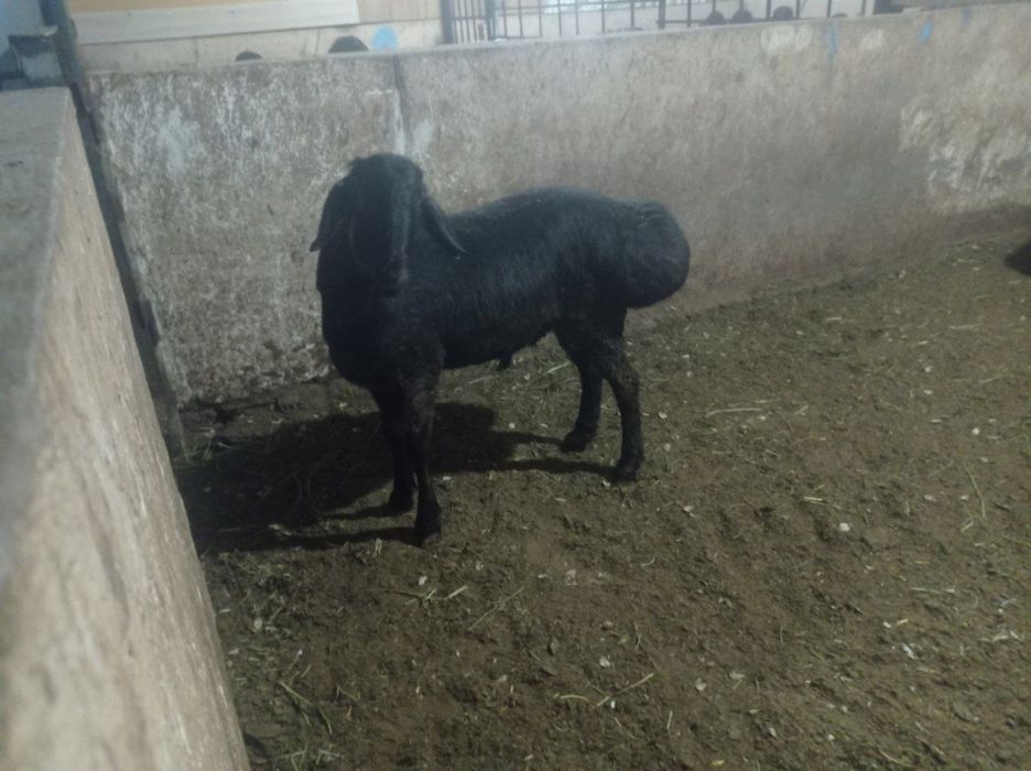Qochqorlar sotiladi hayit ayyomiga