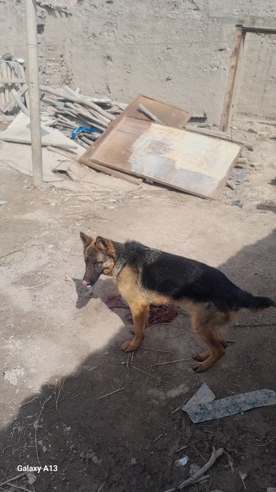 8 oyliq kushik aqilli adamga sakirmidi