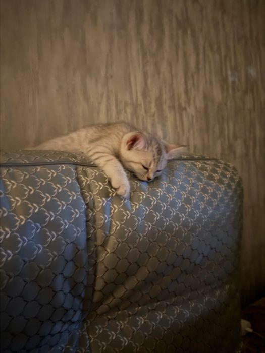 продается девочка скоттиш фолд 2мес
