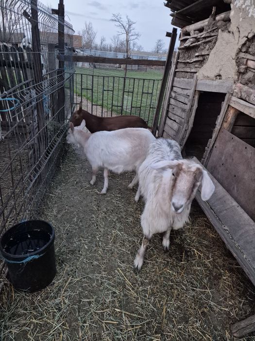 2 capre si un țap murciano