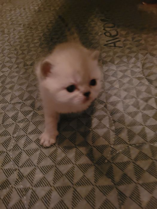 Продаются милые британские котята