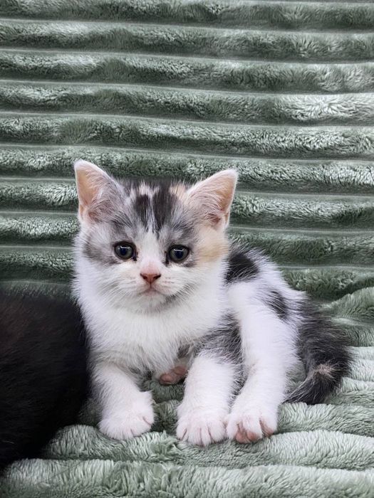 Продаётся кошки 1,5 месяц