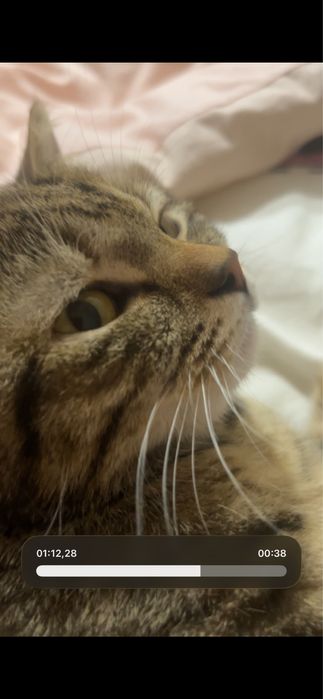 Отдам кошечку бесплатно