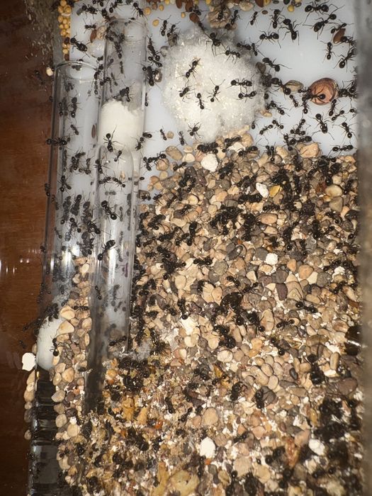 Messor Structor Очень большая колония
