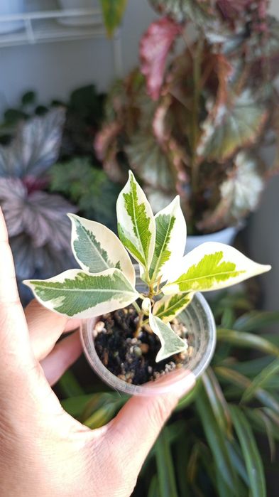 Продам сортовые фикусы