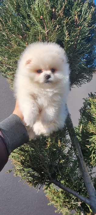 Померан мини померан