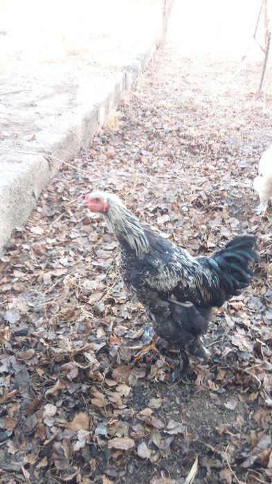 Брама хуроз 7. ойлик