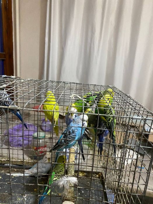 Валнестийла сотилади