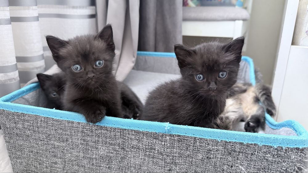 Котята Scottish Straight