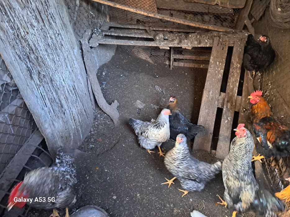 Кур и петухов продам