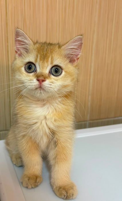 British shorthair cu pedigree