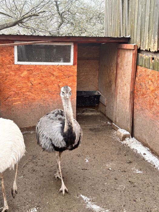 Schimb cu femela struț Nandu