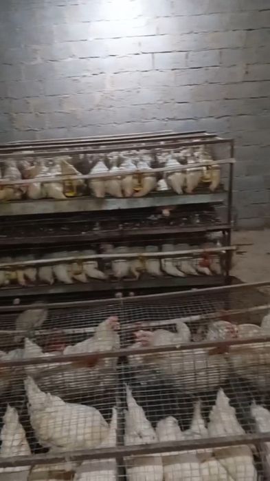 Ломан,биравин то